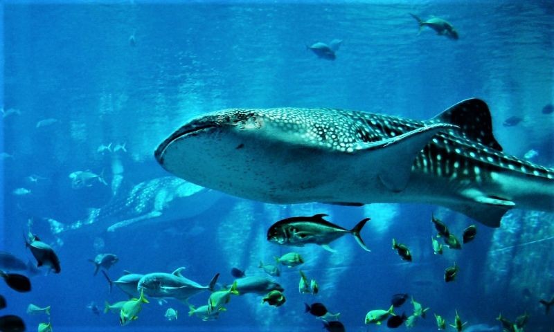 assumenda-dignissimos-necessitatibus-aut-sed