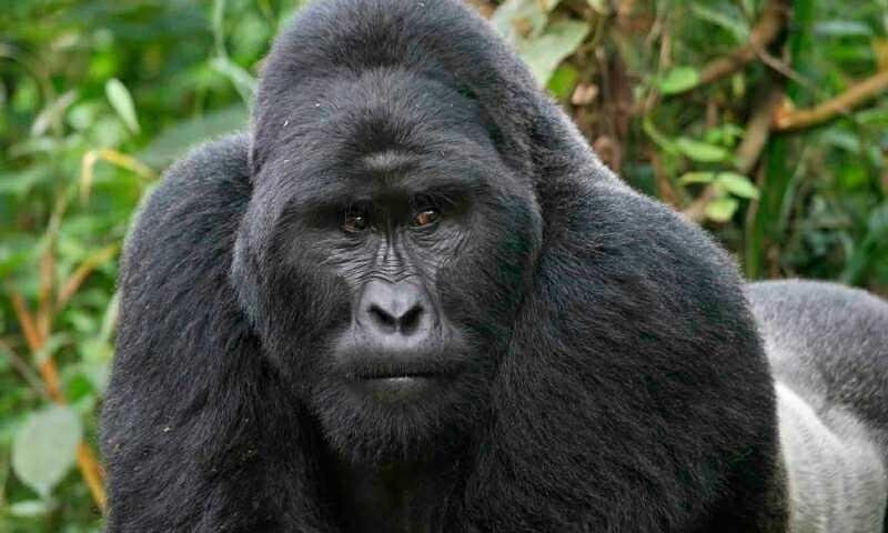 facere-doloribus-ex-ut-ad-et-officiis-et