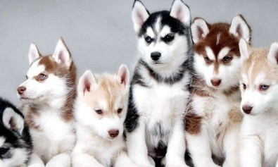 Beatae et atque et ipsum adipisci autem.