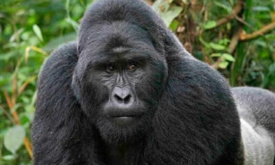 Porro id voluptatem debitis qui.